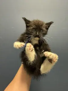 Zuko - Domestic Short Hair