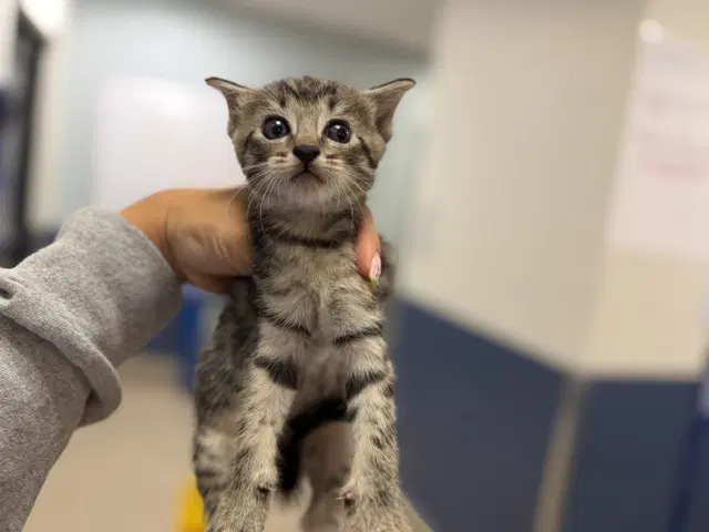 Watermelon - Domestic Short Hair