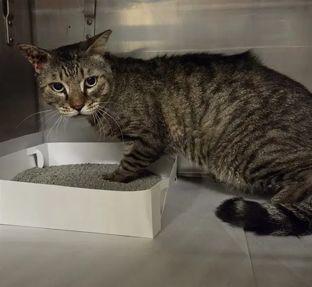 Cabezon - Domestic Short Hair