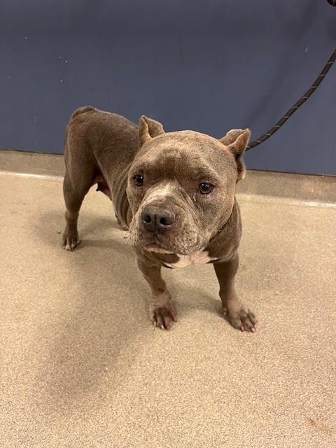 PENELOPE, a dog for adoption from Miami Dade Animal Services