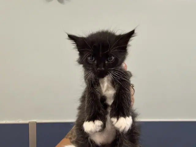 Cotton - Domestic Short Hair