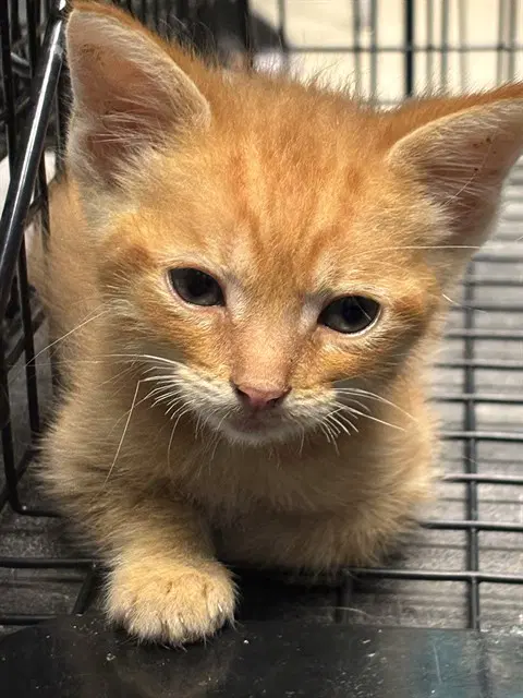 Unknown - Domestic Short Hair