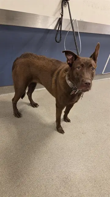 Mocha - Labrador Retriever