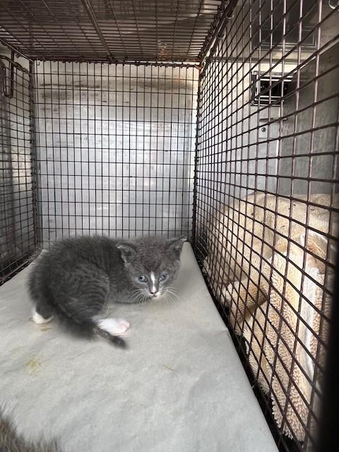 picture of the cat needing adoption
