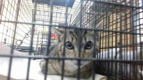 JENNY, a cat for adoption from Miami Dade Animal Services