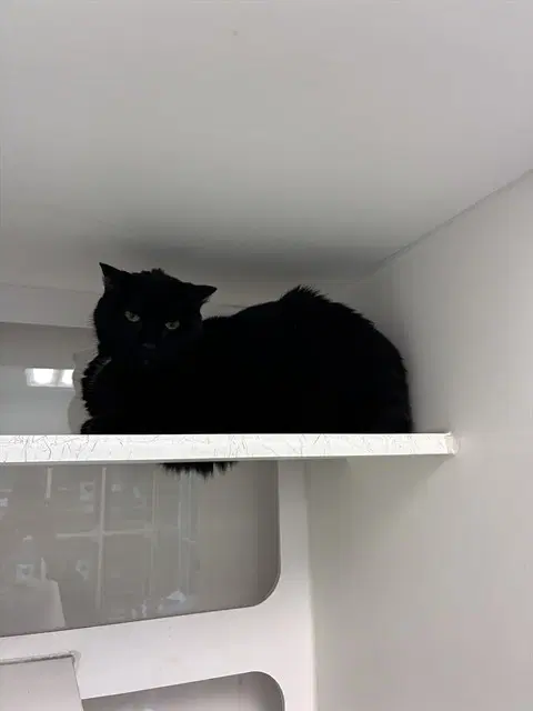 Aman - Domestic Short Hair
