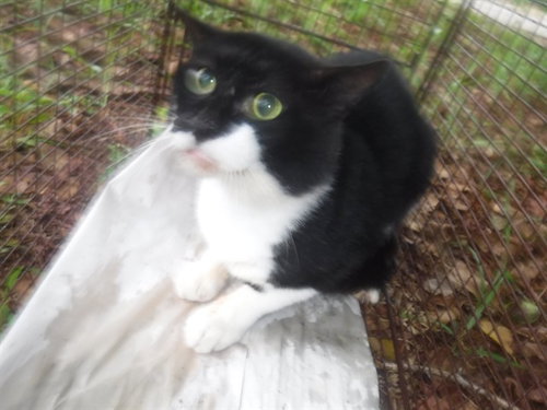 JULIAN, a cat for adoption from Miami Dade Animal Services