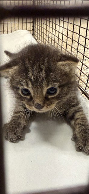 RENE, a cat for adoption from Miami Dade Animal Services