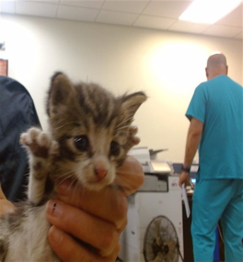 KITTY 2, a cat for adoption from Miami Dade Animal Services