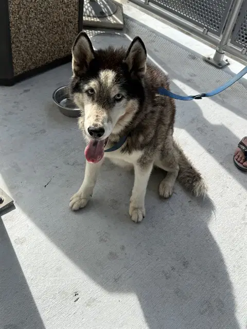 Prince - Siberian Husky