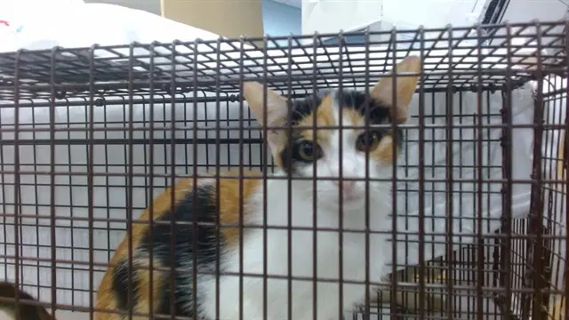 Patsy - Domestic Short Hair