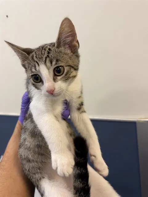 Glenn - Domestic Short Hair