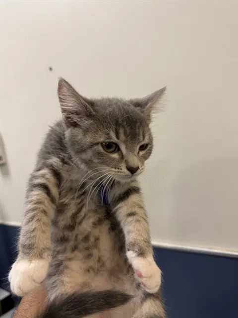 Gill - Domestic Short Hair