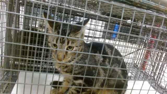 Sweetie - Domestic Short Hair