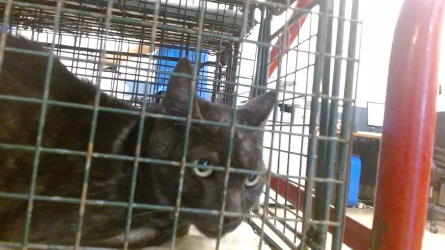 Joe - Domestic Short Hair