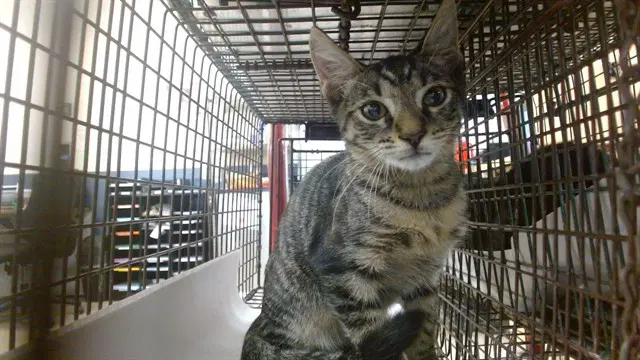 Boops - Domestic Short Hair