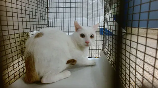 Lucky - Domestic Short Hair