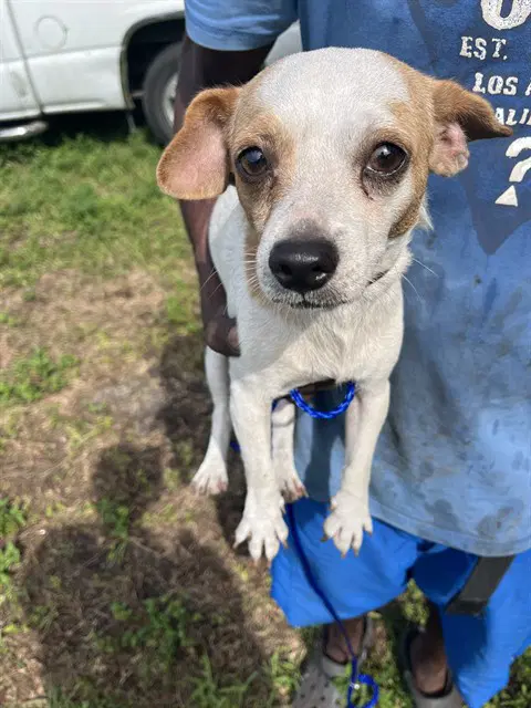 Little Man - Chihuahua