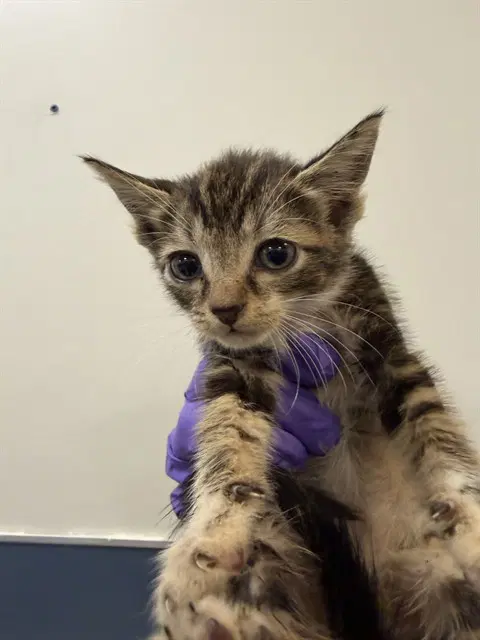 Kitty - Domestic Short Hair