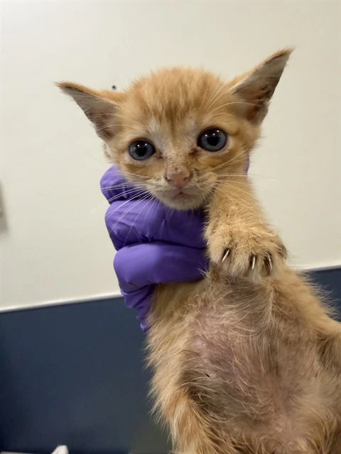 Kitty