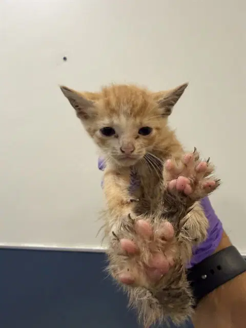 Kitty - Domestic Short Hair