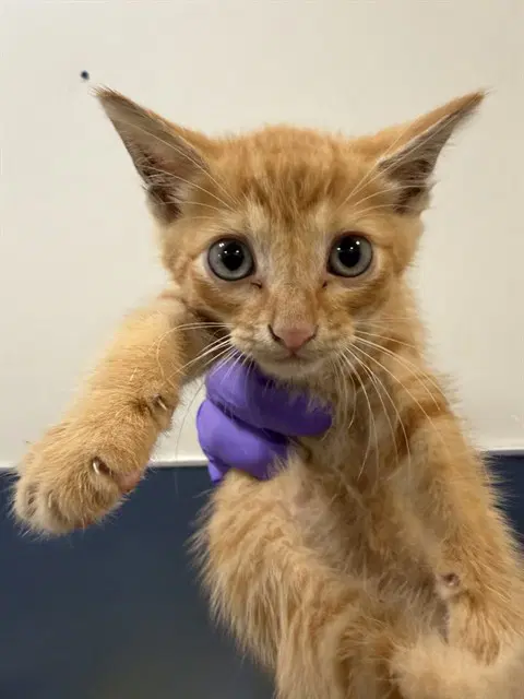 Kitty - Domestic Short Hair