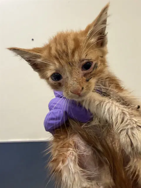 Kitty - Domestic Short Hair