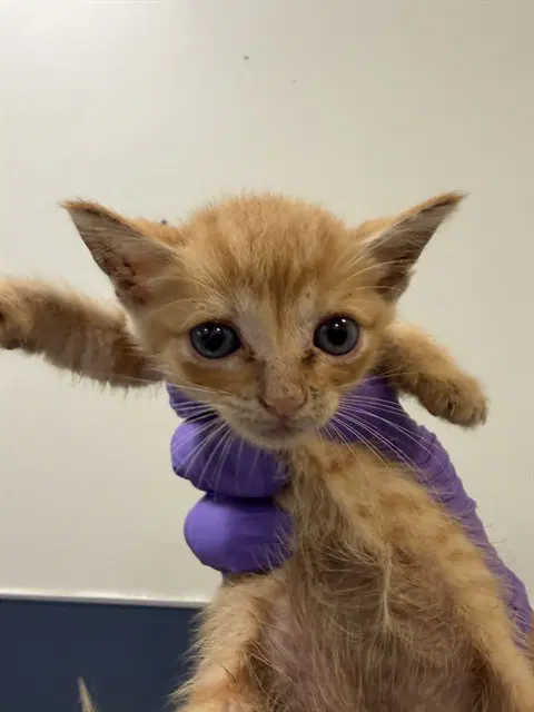 Kitty - Domestic Short Hair