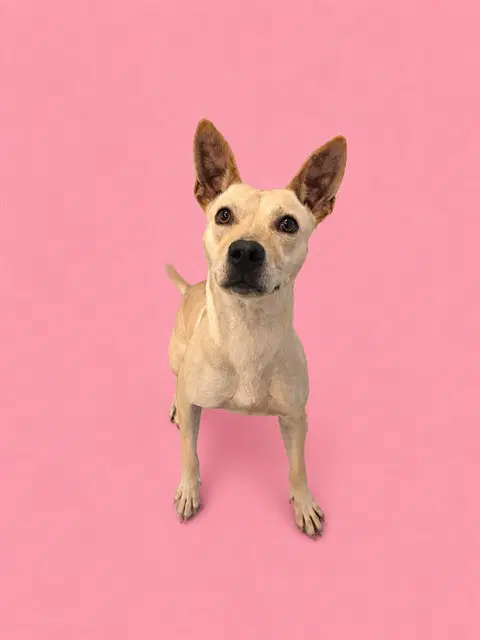 Bessy - Carolina Dog