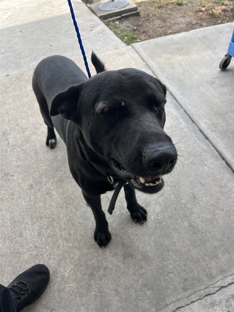 picture of the dog needing adoption