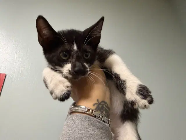 Hannah - Domestic Short Hair