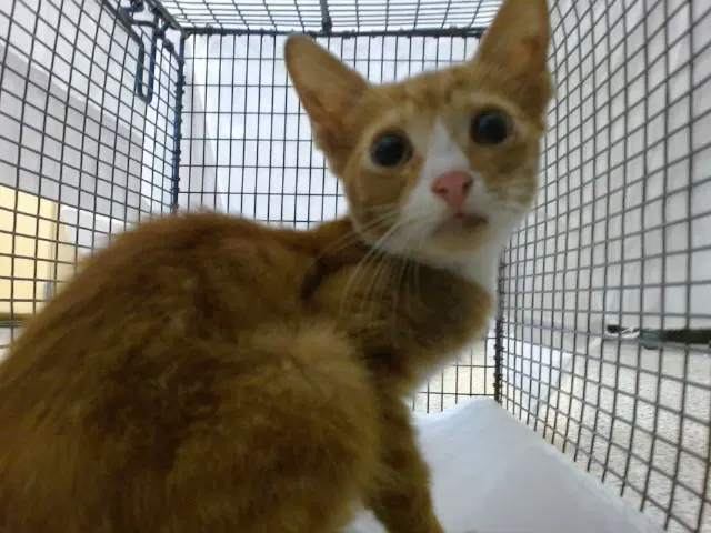 Milo - Domestic Short Hair