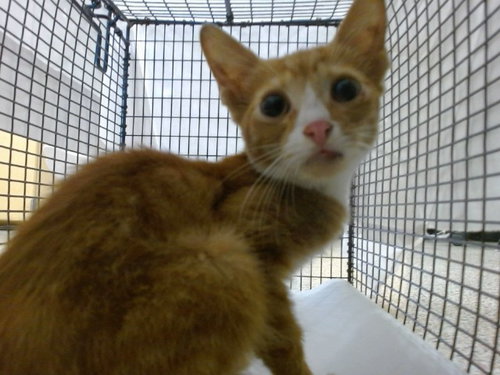 picture of the cat needing adoption