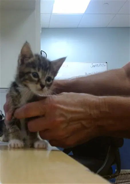 Sky - Domestic Short Hair
