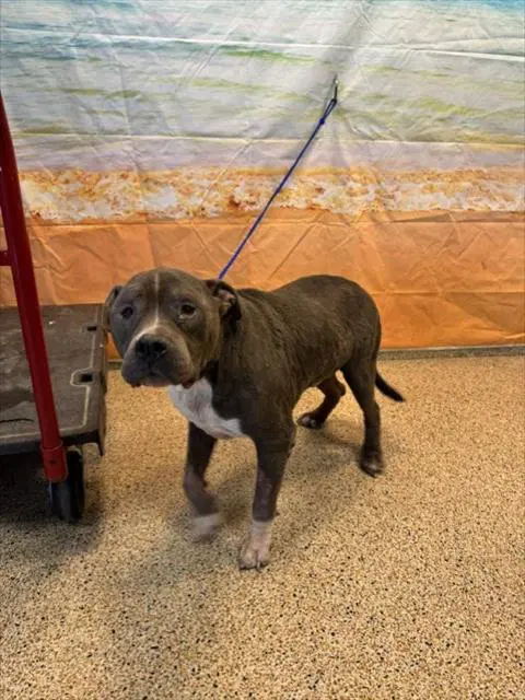 Cammo - American Bulldog