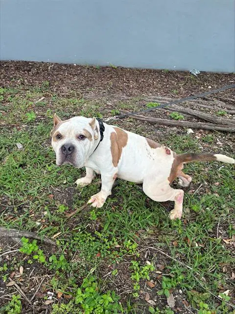 Bob - American Bulldog