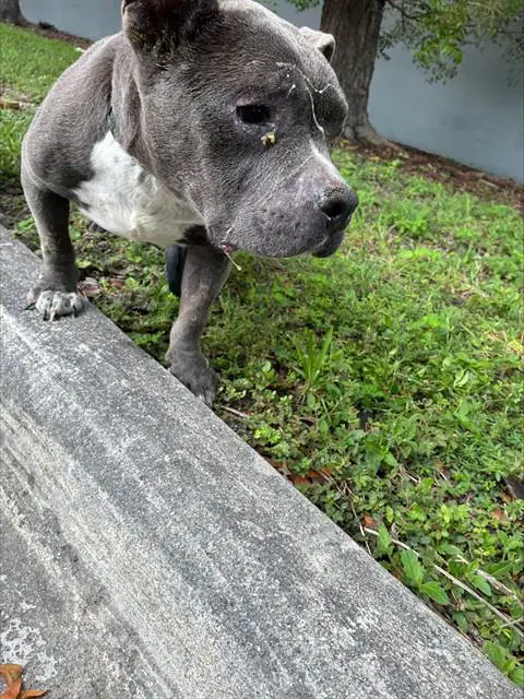 Billy - American Bulldog