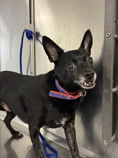 Chico - Chihuahua