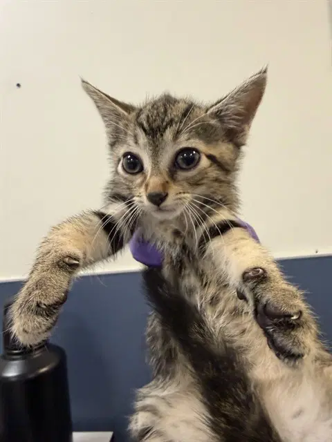 Juno - Domestic Short Hair