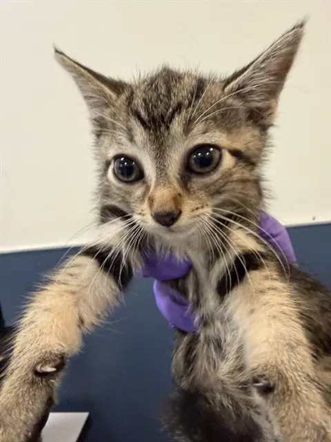 Petunia - Domestic Short Hair