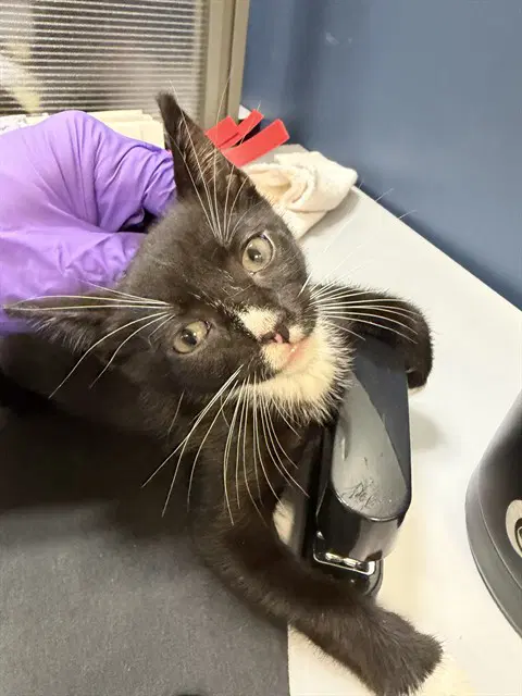Bert - Domestic Short Hair