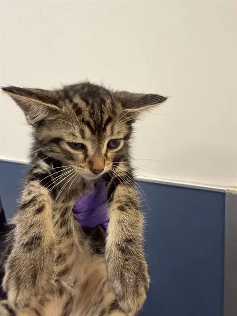 Benedict - Domestic Short Hair