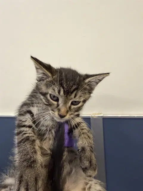 Boris - Domestic Short Hair