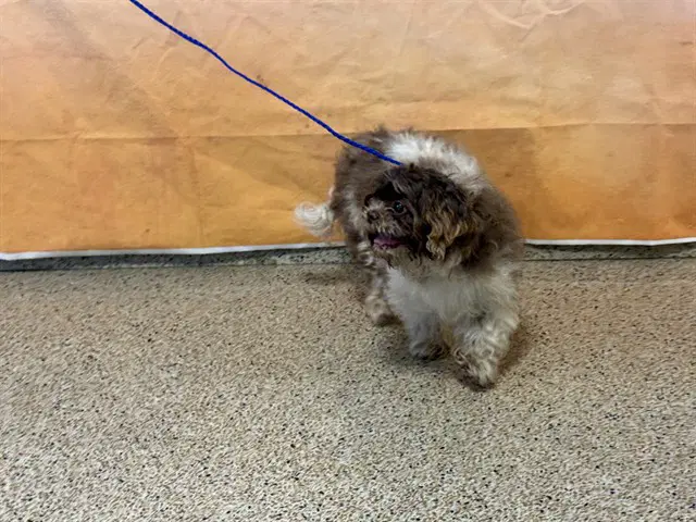 Abby - Shih Tzu