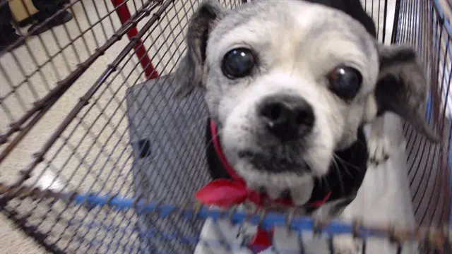 Chichi - Chihuahua