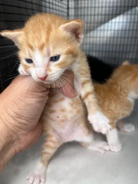 Doritos - Domestic Short Hair
