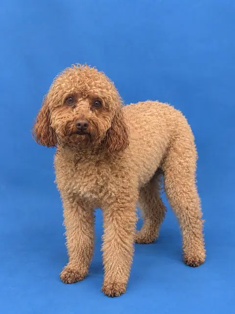 Sam - Poodle (Miniature)