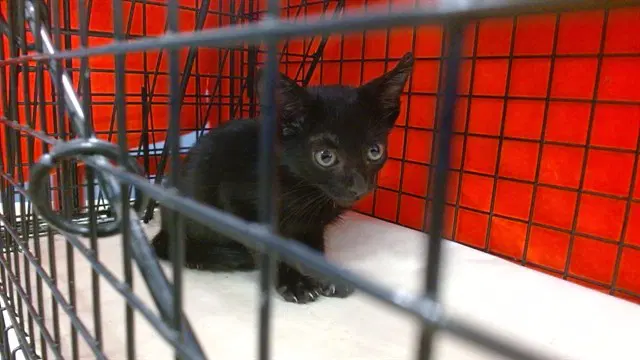 Unknown - Domestic Short Hair