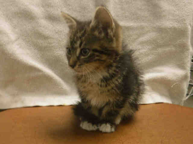 Nani - Domestic Short Hair