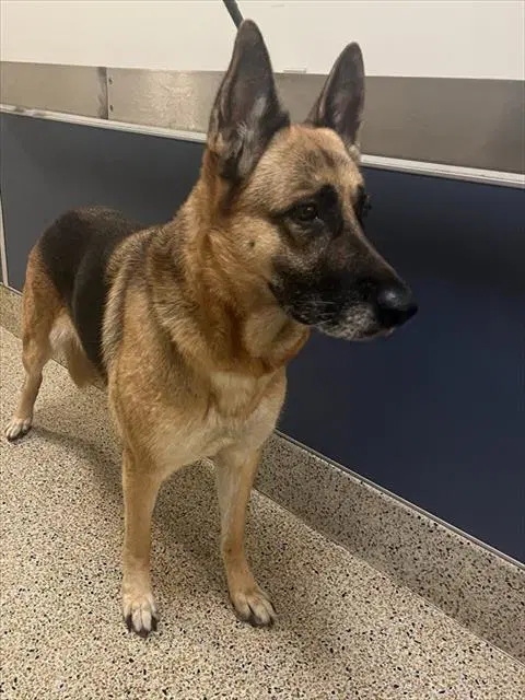 Elsa - German Shepherd Dog